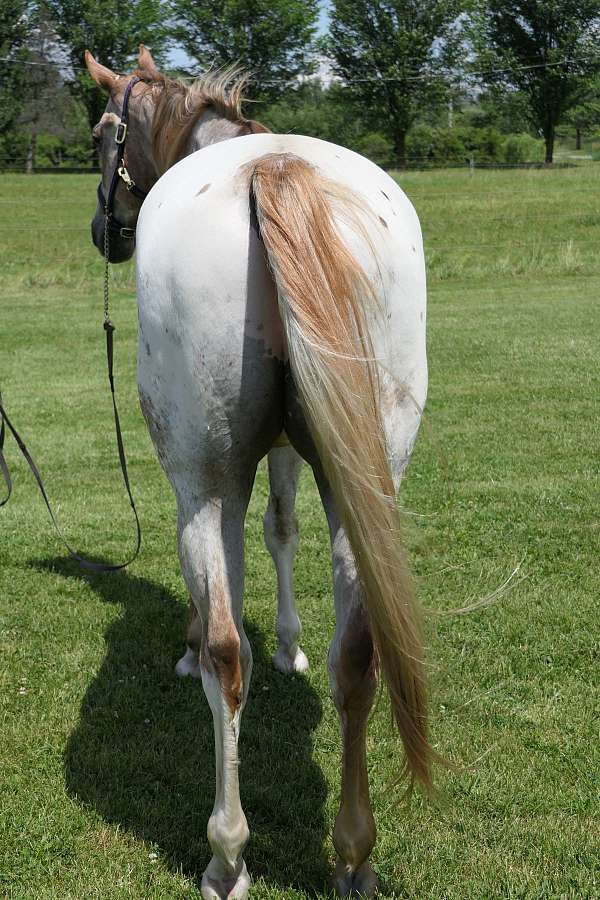 flashy-appaloosa-horse