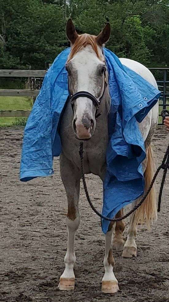 halter-appaloosa-horse