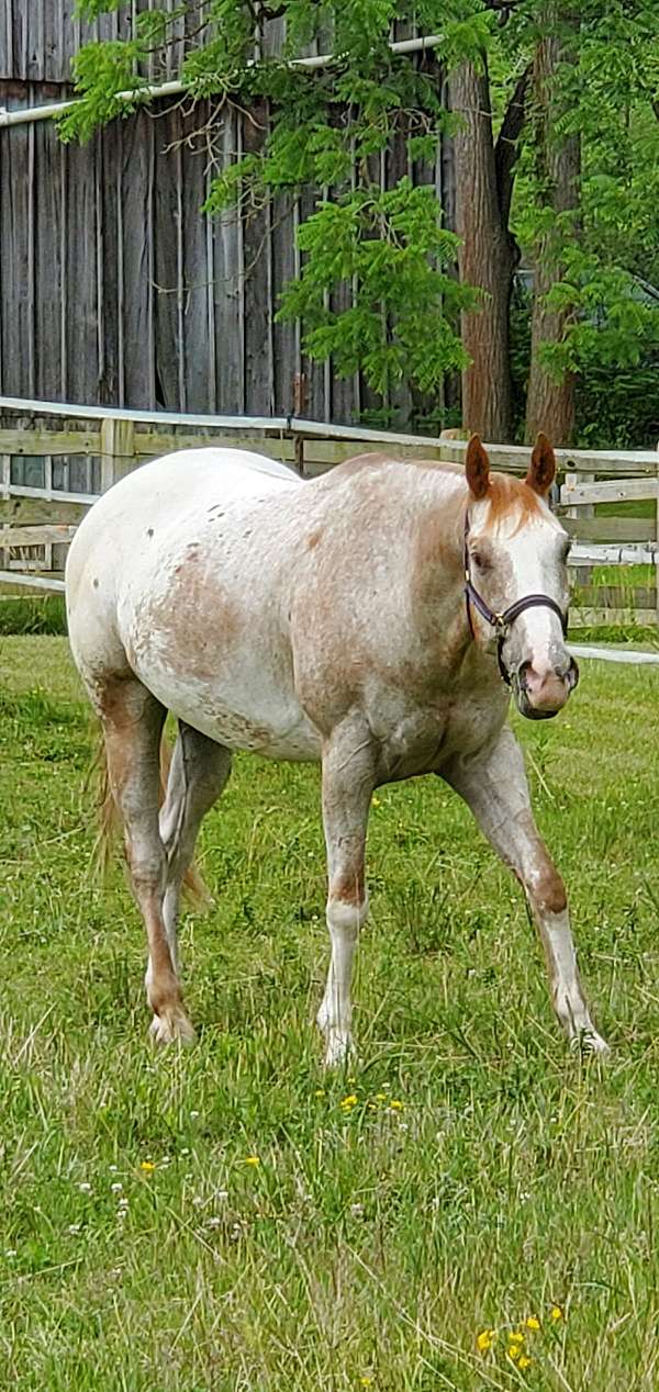 hunt-seat-equitation-appaloosa-horse