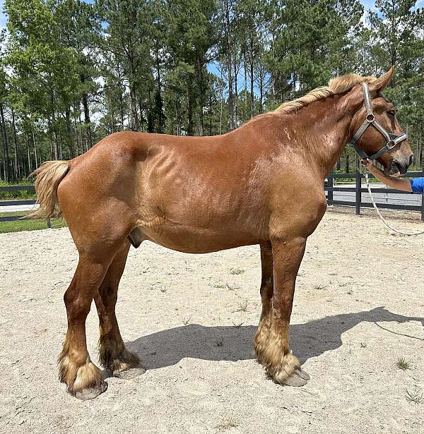 sorrel-belgian-gelding