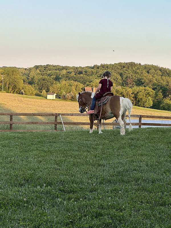 all-around-miniature-pony