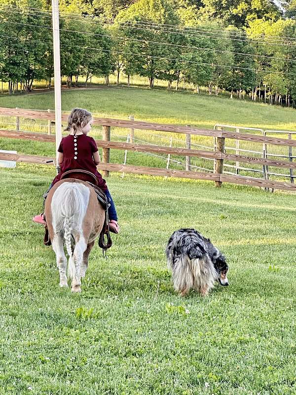 kid-safe-miniature-pony