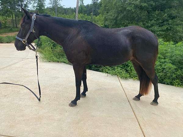 companion-dressage-pony-quarter-pony