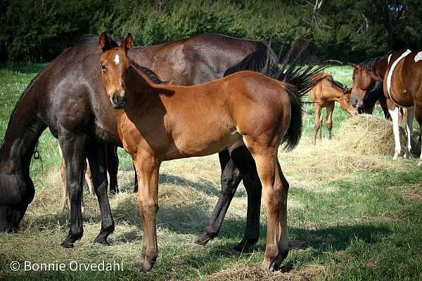 small-starsnip-horse