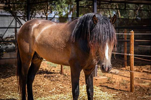 bohorquez-stallion