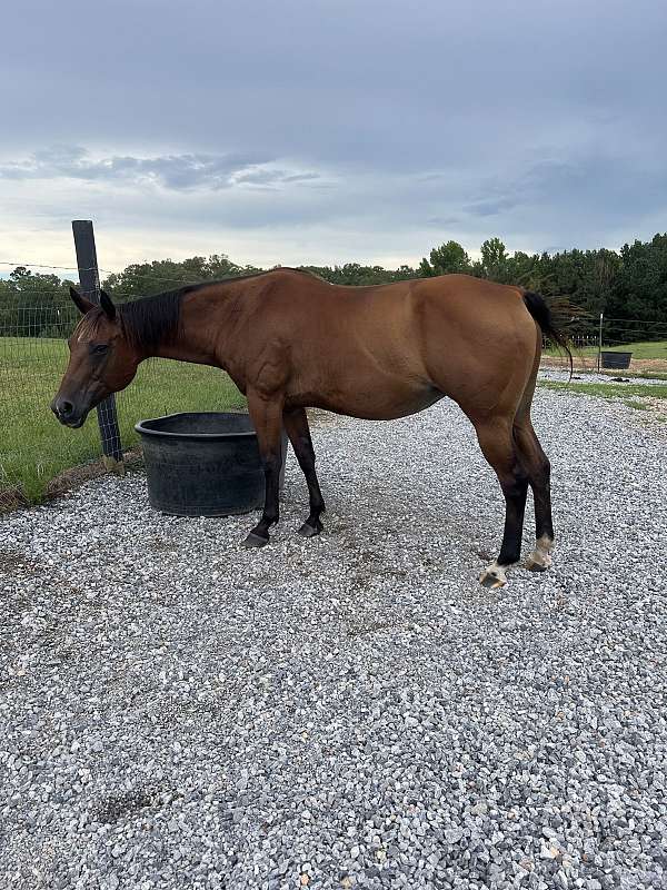 bay-quarter-horse-mare