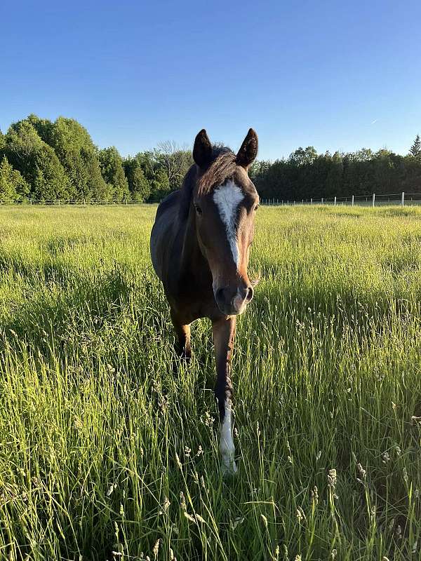 eventing-crossbred-pony