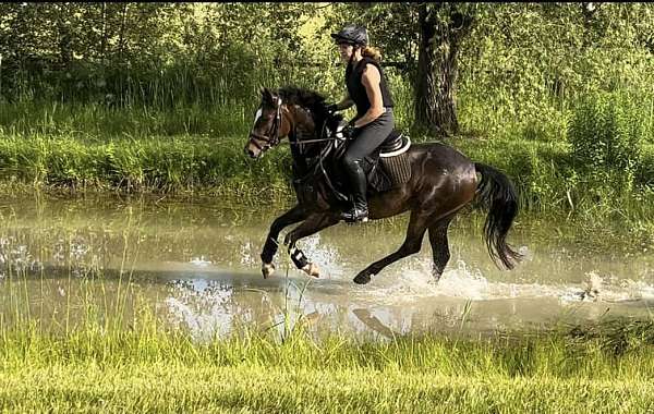 show-jumping-crossbred-pony