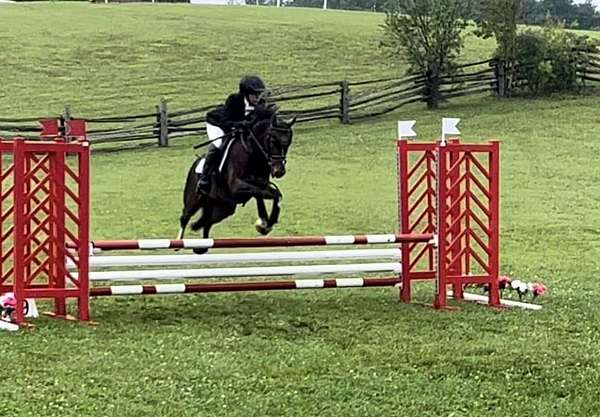 jumping-crossbred-pony