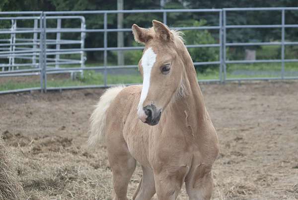 blue-eyed-hanoverian-horse