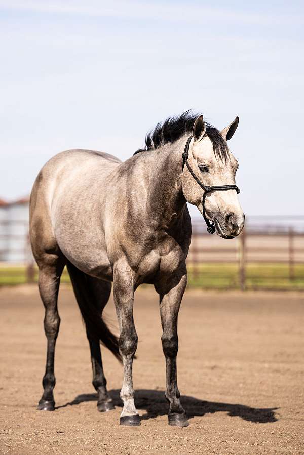 aqha-quarter-horse