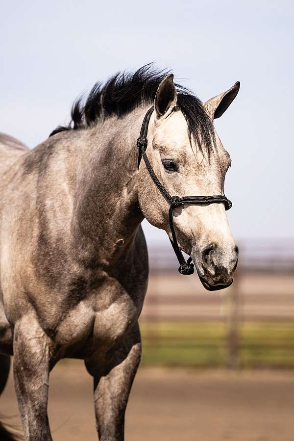 black-points-horse