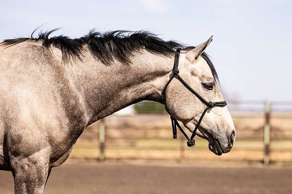 grey-black-points-horse