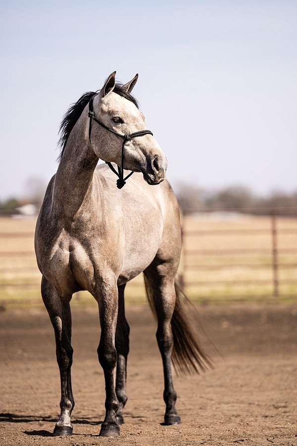 flashy-quarter-horse