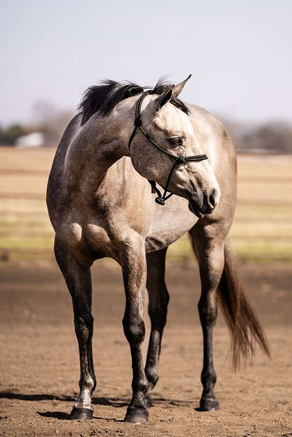 ranch-quarter-horse