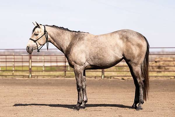 grey-quarter-horse