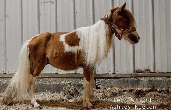 miniature-gelding