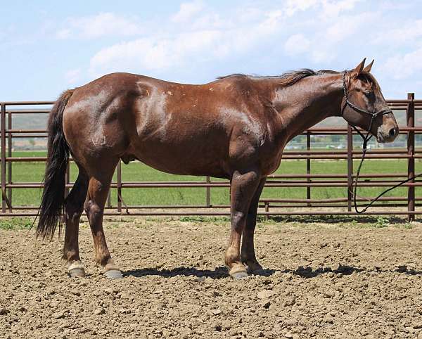 brand-right-hip-white-cornet-left-hind-horse