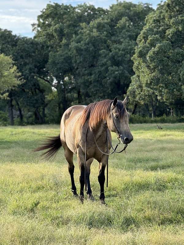 quarter-horse-gelding