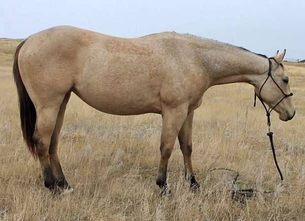 aqha-buckskin-filly-horse