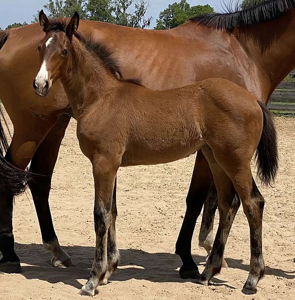 dressage-hanoverian-horse