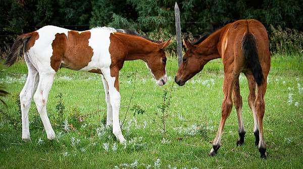 bully-bullion-paint-horse