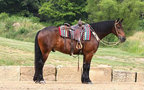 athletic-friesian-horse