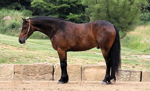 cross-friesian-horse