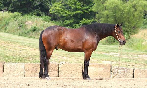 driving-friesian-horse