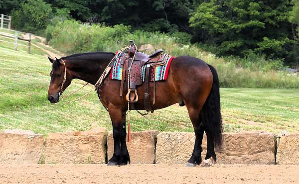 harness-friesian-horse