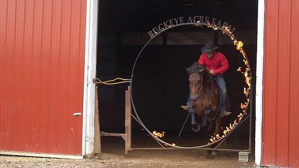 ridden-western-friesian-horse