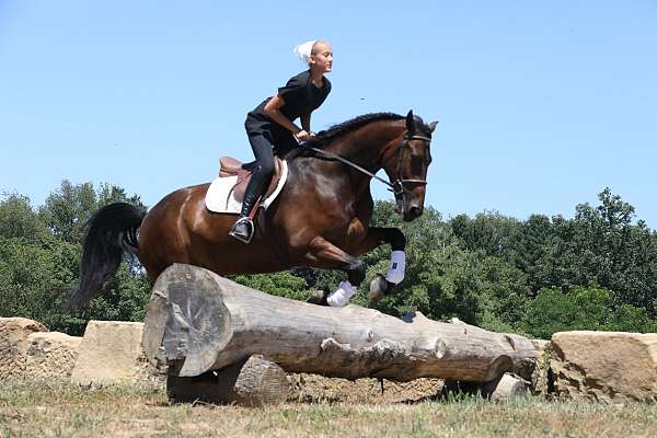 ridden-english-friesian-horse