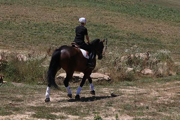 jumping-friesian-horse