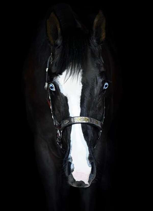 artful-paint-horse