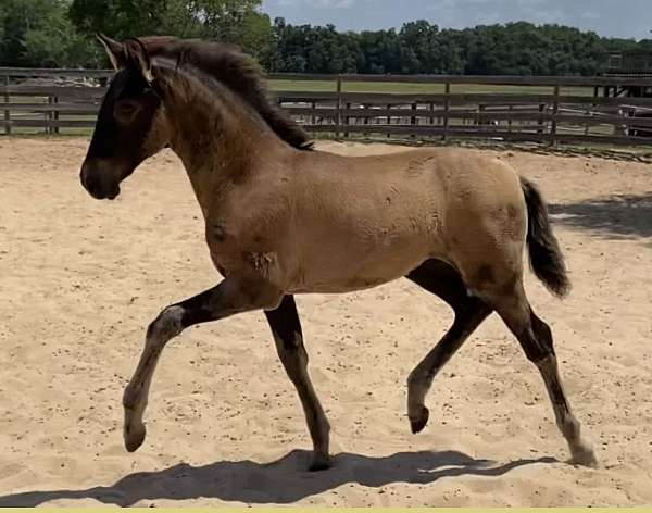 dressage-andalusian-horse