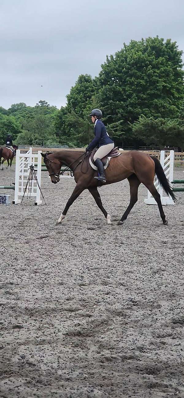 cross-show-gelding