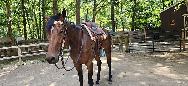 thoroughbred-horse-for-sale