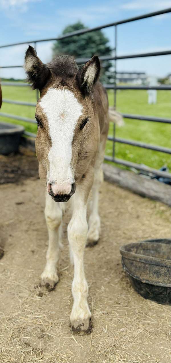 blagdon-horse