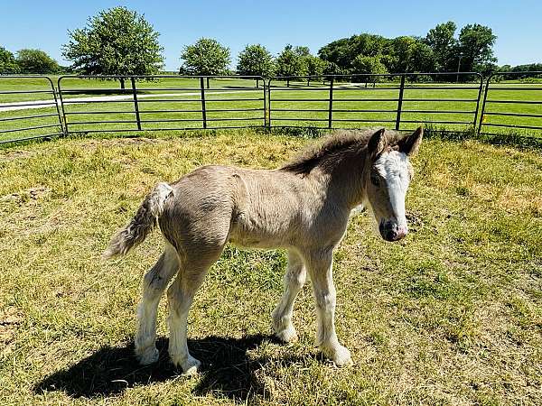 black-blagdon-gypsy-vanner-horse