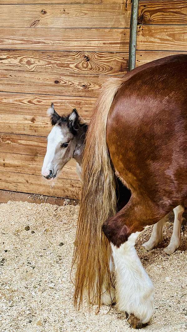 gypsy-vanner-horse