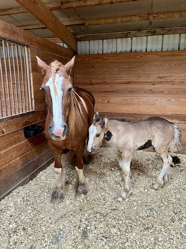 colt-gypsy-vanner-horse