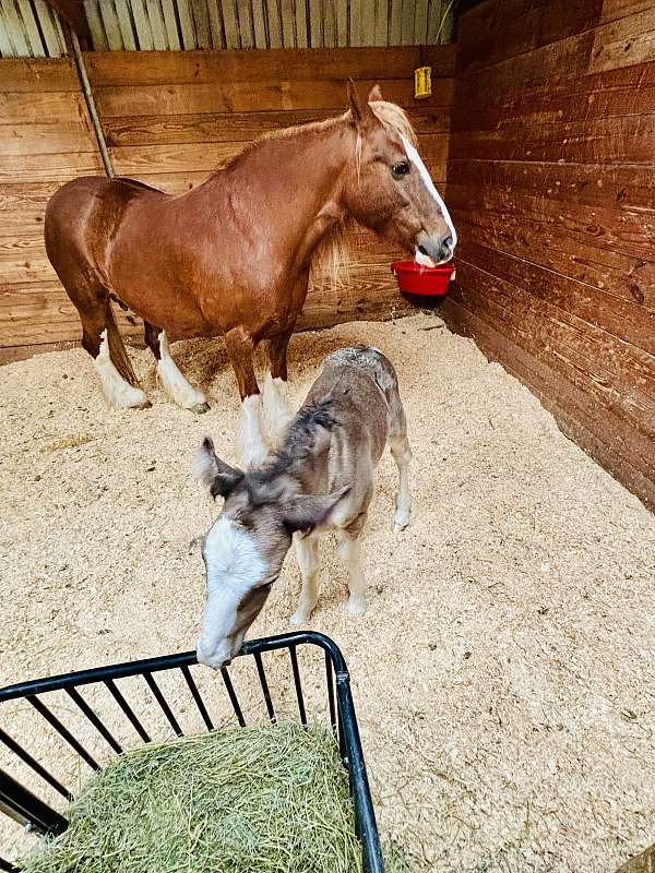 gelding-gypsy-vanner-horse