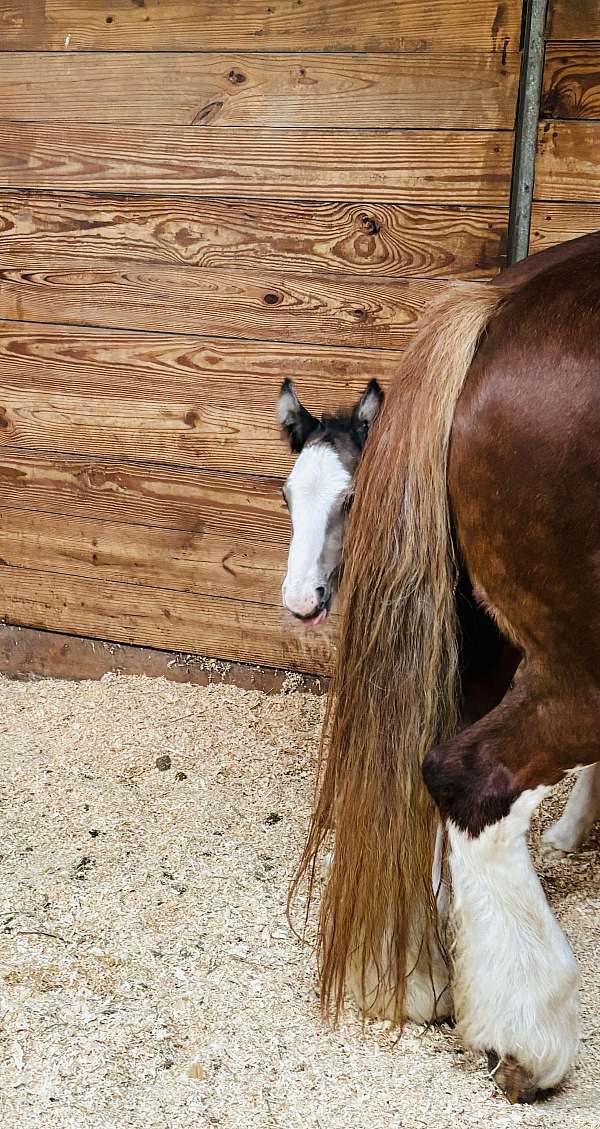 foal-gypsy-vanner-horse