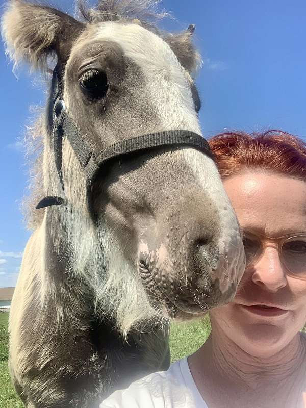 prospect-gypsy-vanner-horse