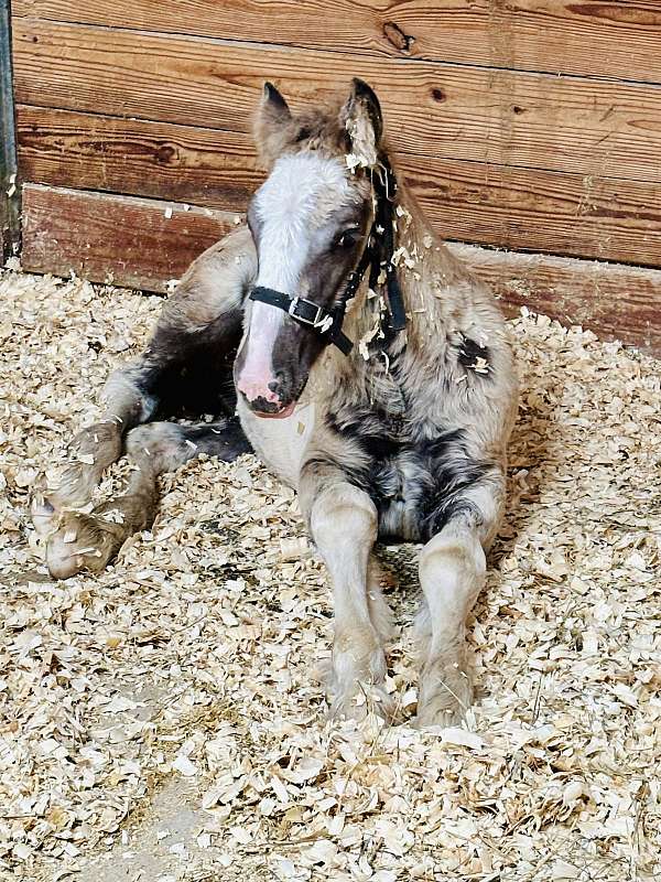 youth-gypsy-vanner-horse