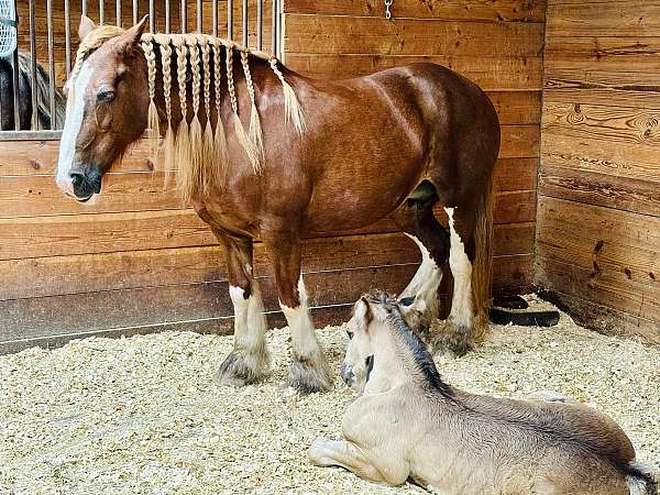 draft-gypsy-vanner-horse