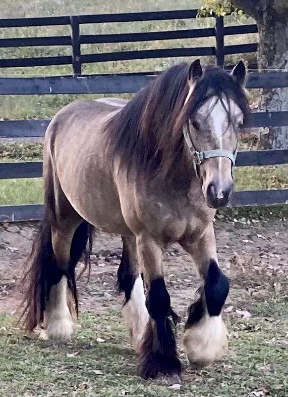 halter-gypsy-vanner-horse