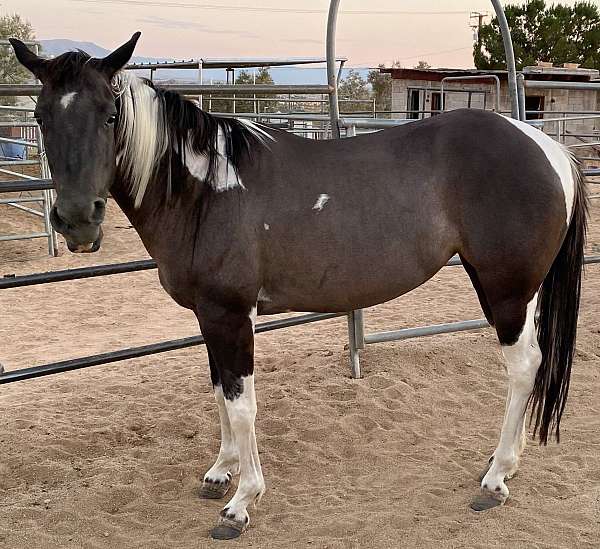 tobiano-horse