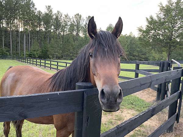 crescent-moon-horse