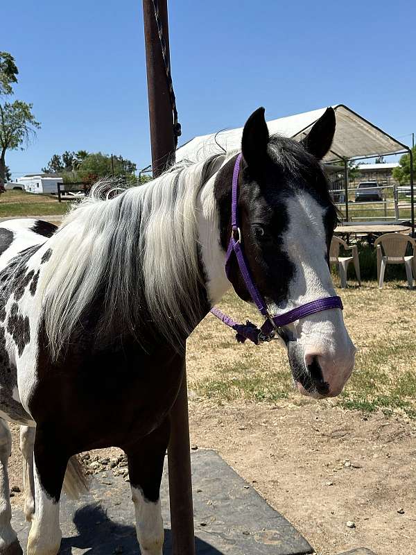 spotted-mare-broodmare